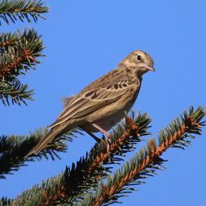 Tree Pipit