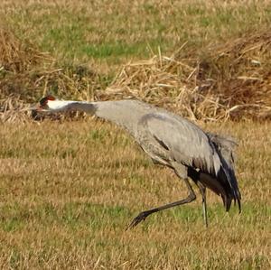 Common Crane