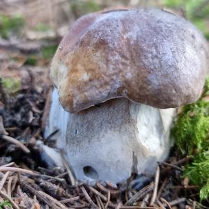 King Bolete