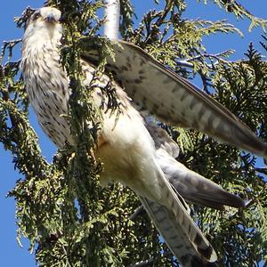 Common Kestrel