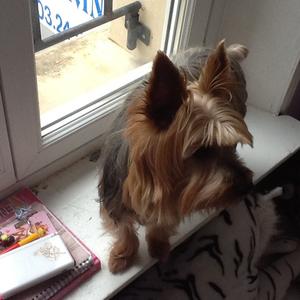 Yorkshire Terrier