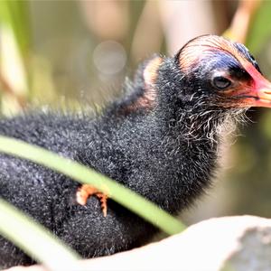 Common Moorhen