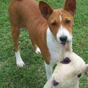 Basenji