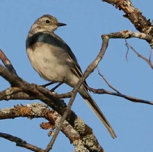 White Wagtail