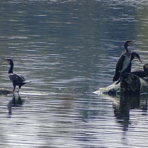 Great Cormorant