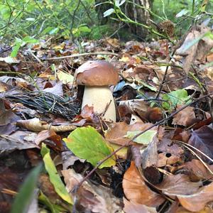 King Bolete