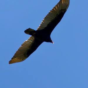 Turkey Vulture