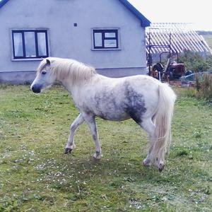 Connemara-Pony