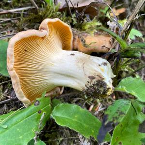 Chanterelle, Common