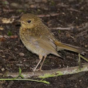 European Robin