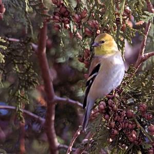 American Goldfinch