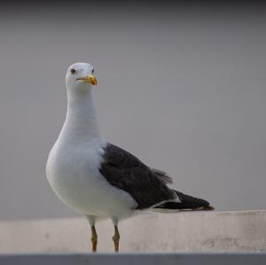 Lesser Black-backed Gull