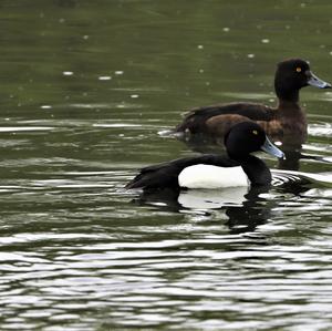 Tufted Duck