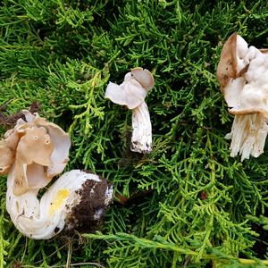 Fluted White Helvella