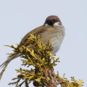 Eurasian Tree Sparrow