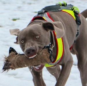 Weimaraner