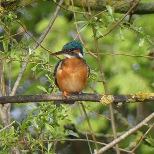 Eisvogel