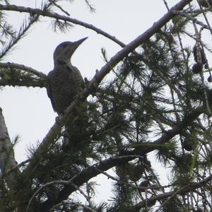 Eurasian Green Woodpecker