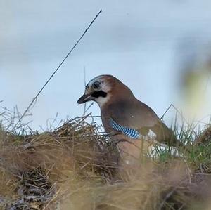 Eurasian Jay