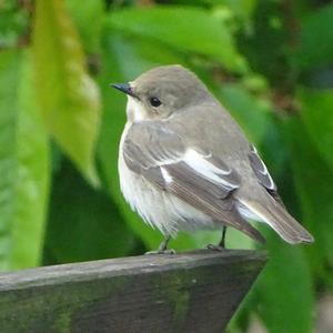 European Pied Flycatcher