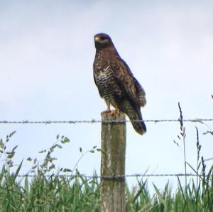 Common Buzzard