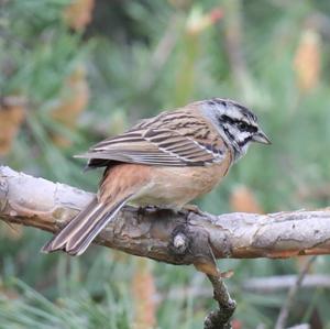 Rock Bunting