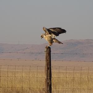 Jackal Buzzard