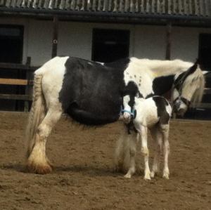 Gypsy Vanner Horse