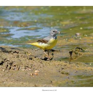 Grey Wagtail