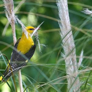 Eurasian Golden Oriole