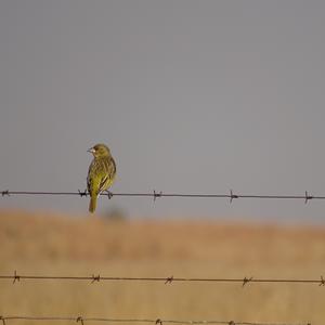 Southern Masked-weaver