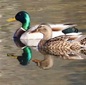 Mallard