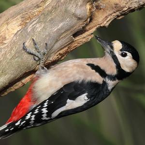 Great Spotted Woodpecker