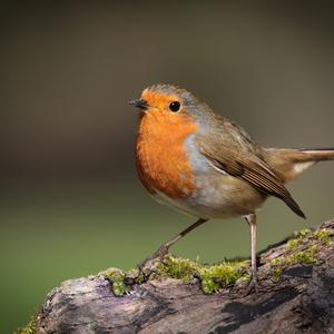 European Robin