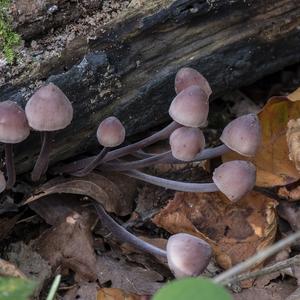 Amethyst Deceiver