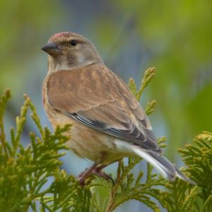 Eurasian Linnet