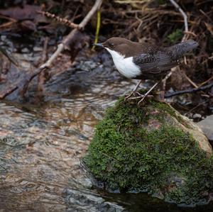 White-throated Dipper