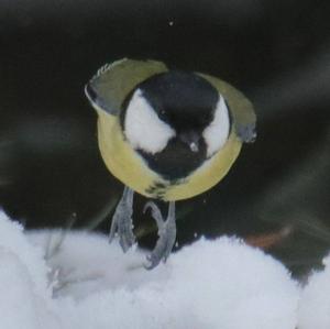 Great Tit