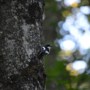 European Pied Flycatcher