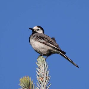 White Wagtail