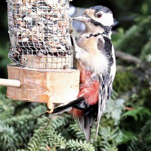 Great Spotted Woodpecker