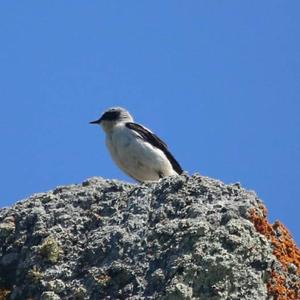 Northern Wheatear