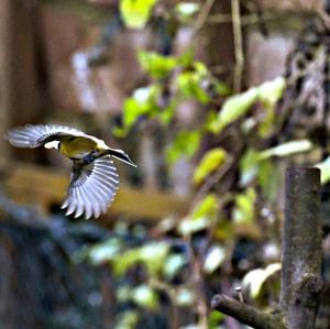 Blue Tit