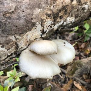 Oyster Mushroom