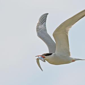 Common Tern