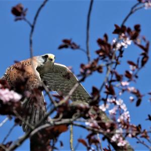 Common Kestrel