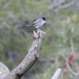 Sardinian Warbler