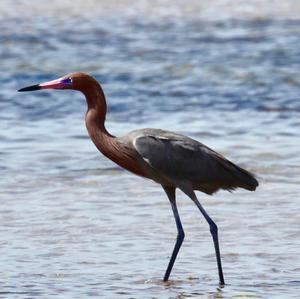 Reddish Egret