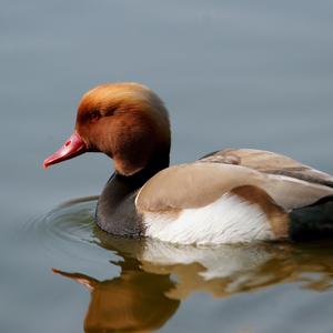 Red-crested Pochard