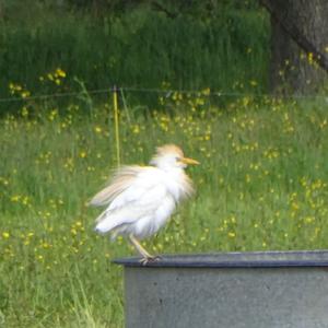 Cattle Egret